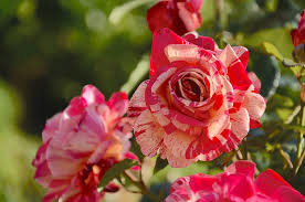 This summer send a beautiful floral arrangement or balloon bouquet for less. Rose Bushes Buying Growing Guide Trees Com