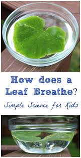 How Do Leaves Breathe A Simple Science Experiment For Kids Easy Science Easy Science Experiments Science Experiments