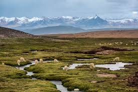 indicadores de presencia animal en ruta andina con montañas de fondo