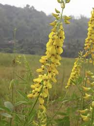 Image result for Crotalaria polysperma