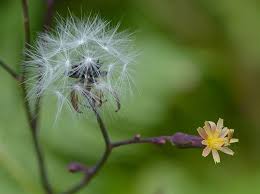 Image result for Lactuca setosa