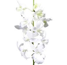 Order Bulk White Dendrobium Orchids At Wholesale Prices In 2021 White Dendrobium Orchids Dendrobium Orchids Orchids