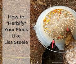 What herbs are good for chickens. How To Herbify Your Chickens Like Lisa Steele Abundant Permaculture