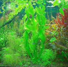 Image result for Ottelia