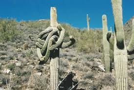 Oct 16, 2018 · the mcdowell sonoran preserve commission consists of seven (7) citizen members. Mcdowell Sonoran Preserve Concerned Citizens Home Facebook