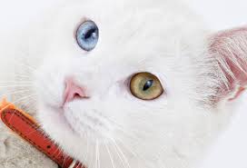 • cats can see clearly in only one sixth the light we humans need to see well. Surprising Things You Didn T Know About Cats And Dogs