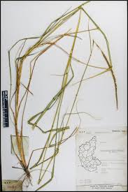 Image result for Enteropogon monostachyos