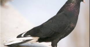Bursa Turkish Tumbler Pigeon Tumbler Pigeons Pigeon Breeds Pigeon