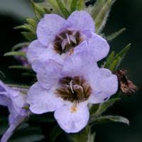 Image result for Mimulopsis