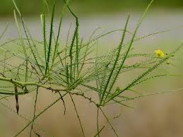 Image result for Parkinsonia aculeata