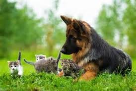 Maybe you would like to learn more about one of these? 4 Paws Activity Center Home Facebook