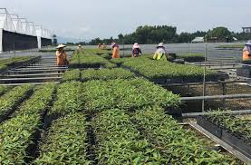 Its primary exports include oil, gas, timber and palm oil. Cao 2018 Annual Report