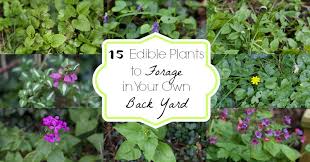 I do the same walk most days which takes in woodland and land adjoining farmland next to a river. 15 Edible Plants To Forage In Your Own Back Yard And Here We Are