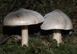 Image result for Trichodesma physaloides