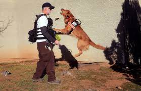 The marin county sheriff's office on sunday released a statement from the family of carol kiparsky and ian irwin, the palo alto couple rescued. Dog Who Helped Rescue Palo Alto Couple Tries Not To Let Fame Get To His Fuzzy Head