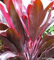 Http Plantsdirect2u Com Au Product Images D 715 Cordyline Rubra Leaves 2 66769 Zoom Jpg Container Plants Cat Safe Plants House Plants
