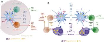 Microscopically there are mainly polys in the germinal centers. Intermediate Mtb Driven Cytokinome In Lymph Node And Infected Lung Download Scientific Diagram