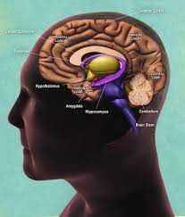 Fg Syndrome Medlineplus Genetics
