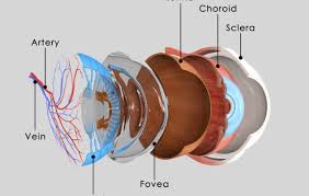 Image result for Retinal Anatomy