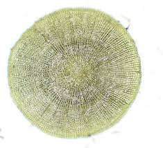 Image result for Coleochloa