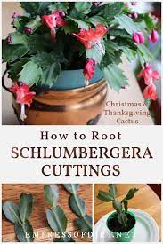 How To Grow Christmas Cactus Cuttings Propagation Tips Christmas Cactus Christmas Cactus Propagation Thanksgiving Cactus