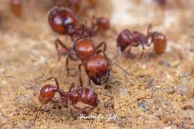 Image result for Pogonospermum subsessile