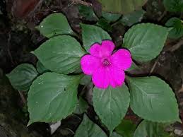 Image result for Impatiens wallerana