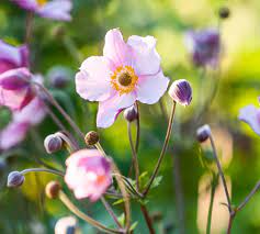 Beautiful Deer Resistant Plants Deer Resistant Plants Plants Spring Flowering Bulbs