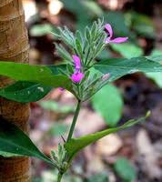 Image result for Brillantaisia pubescens