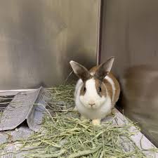 We did not find results for: My Take No Live Bunnies As Gifts For Children Please