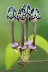 Image result for Ceropegia papillata