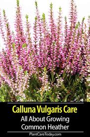 Calluna Vulgaris Care All About Growing Common Heather Heather Plant Heather Gardens Flowers Perennials