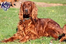 Join millions of people using oodle to find puppies for adoption, dog and puppy listings, and other pets adoption. Puppy Finder Find Buy A Dog Today By Using Our Petfinder Irish Setter Puppy Irish Setter Irish Setters For Sale