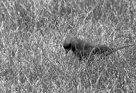 Lawn care owner and certified operator. Establishing And Caring For An Organic Lawn Maine Organic Farmers And Gardeners