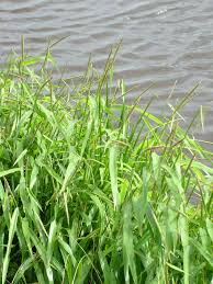 Image result for Isachne kiyalaensis