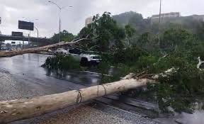Árvores caem em cima de veículo na Avenida do Contorno