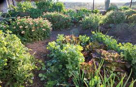 It can easily damage the soil structure. An Organic Edible Garden In The Desert Phoenix Home Garden