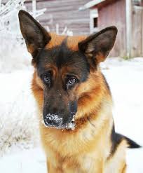 Who Knows What He Wants To Say Hmm Tag A Friend Who Loves Dogs Via Discovery Earth Animalonplanet Alman Coban Kopegi Kopek Turleri Yavru Kopek