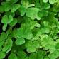Shamrock Tenors