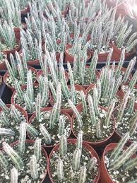Image result for Senecio sp.no.4
