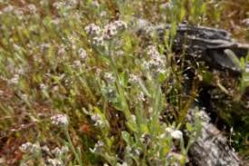 Image result for Vellereophyton dealbatum