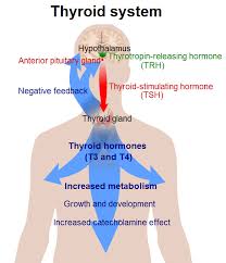Image result for Endocrine Anatomy