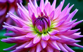 Pin By Cruz Navarrete On Colorful Flowers Beautiful Flower Names Dahlia Flower Flowers Names And Pictures