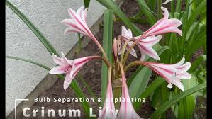 Image result for Crinum moorei
