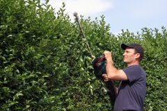 Eine ligusterhecke schneidet man gewöhnlich nach den zwei austriebsphasen im jahr. Wann Den Liguster Schneiden Der Beste Zeitpunkt Fur Ruckschnitte