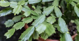 Outdoor christmas cactus plants can be grown where they get direct sunlight only in the morning, dappled shade all day or in bright shade. Identify And Control 7 Common Christmas Cactus Pests Gardener S Path