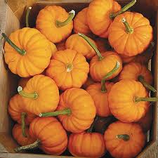 Image result for Cucurbita pepo