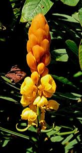 Image result for Senna alata