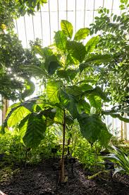 Image result for Crateva eminens