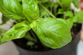 In urmatoare perioada, in anumite zone ale tarii se vor inregistra temperaturi maxime de. Plante De Apartament Benefice De Ce Este Bine SÄ Ai Busuioc In Ghiveci Antena 1